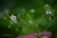 Stellaria monosperma